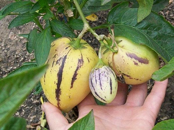 pepino vai melones bumbieru augs