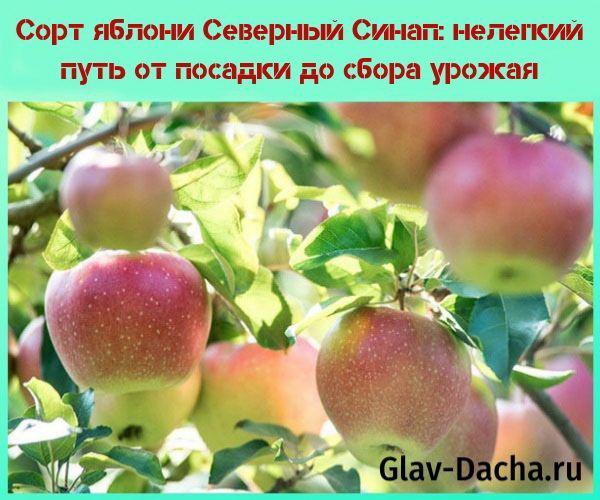 apple cultivar North Sinap