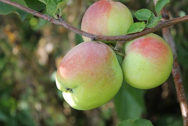 сочни есенни ябълки