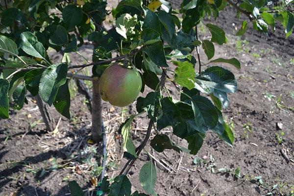những quả đầu tiên của cây táo Bắc Sinap