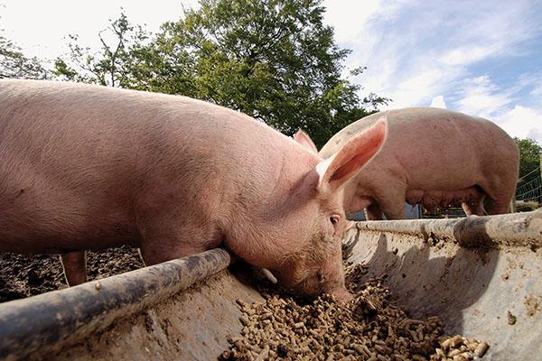 استخدام التيتراميزول للخنازير