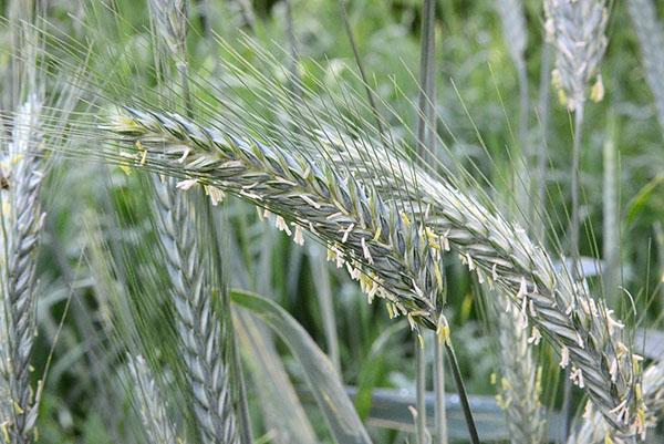 tai của triticale lai giữa lúa mạch đen và lúa mì