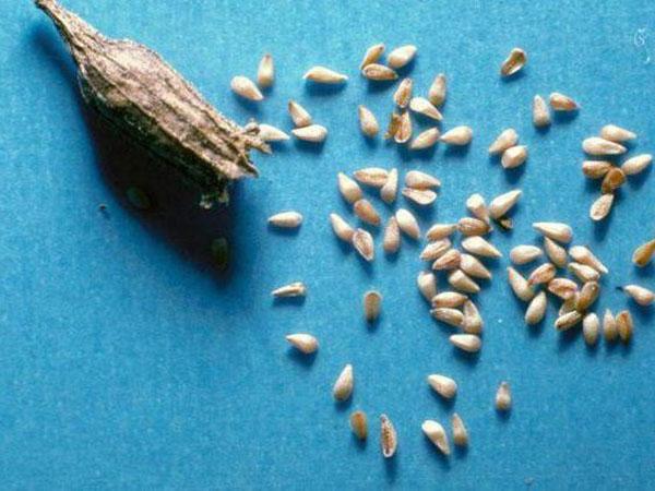 semillas de salicaria