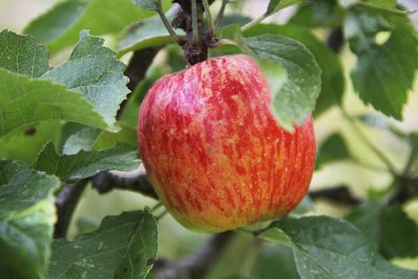 јабука крушка Москва садња и нега