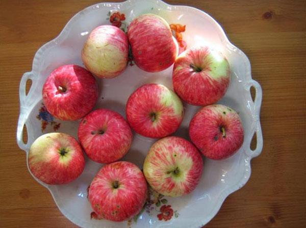 ripe fruits of apple-tree variety Grushovka Moskovskaya
