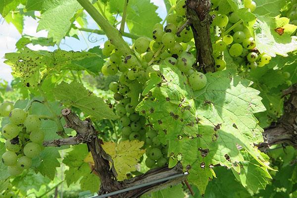a szőlő antracnózza befolyásolja a leveleket, bogyókat