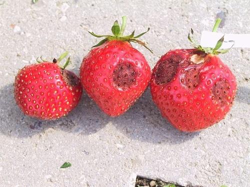 antraknospåverkade frukter