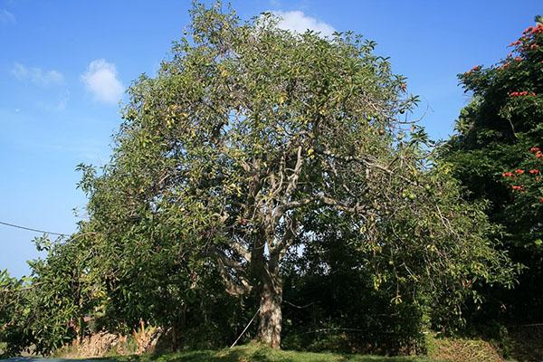 avokádový strom vo voľnej prírode