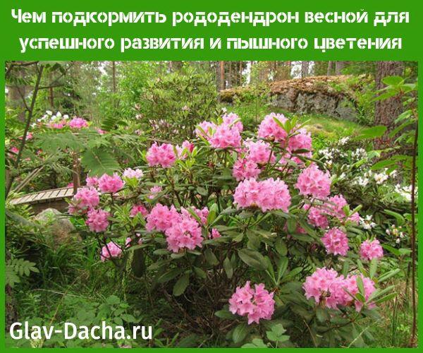 hur man matar rododendron på våren