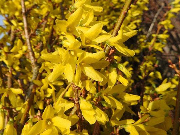 forsythia lynwood guld blommar