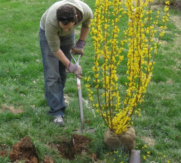 planting a forsythia seedling