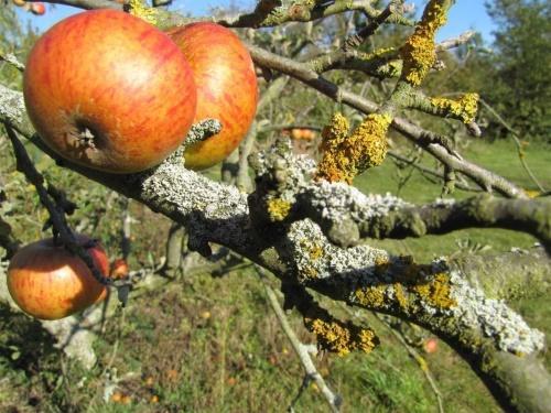 how to get rid of lichens on fruit trees