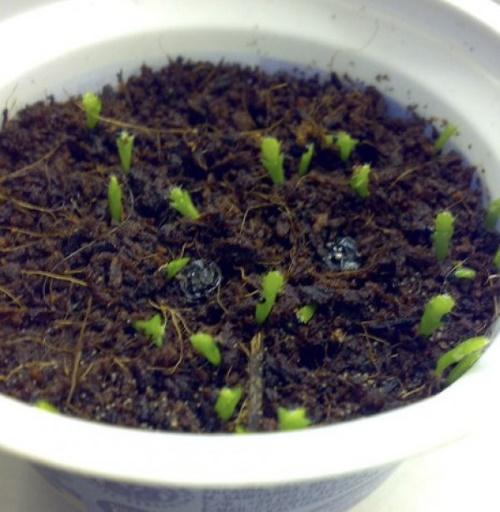 Vermehrung von Zygocactus durch Samen
