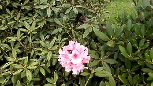 pár květin na rododendronu