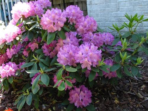flowering rhododendron