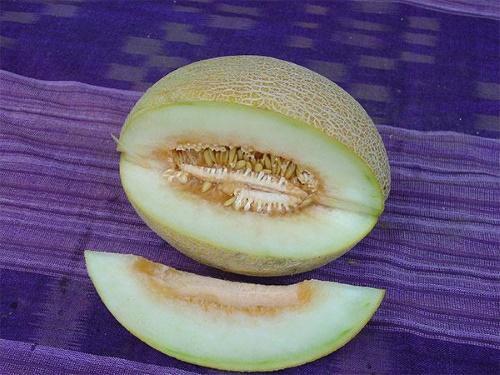 dlaczego melon jest gorzki