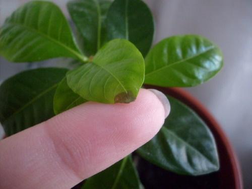 why do the tips of the leaves rust in home gardenia
