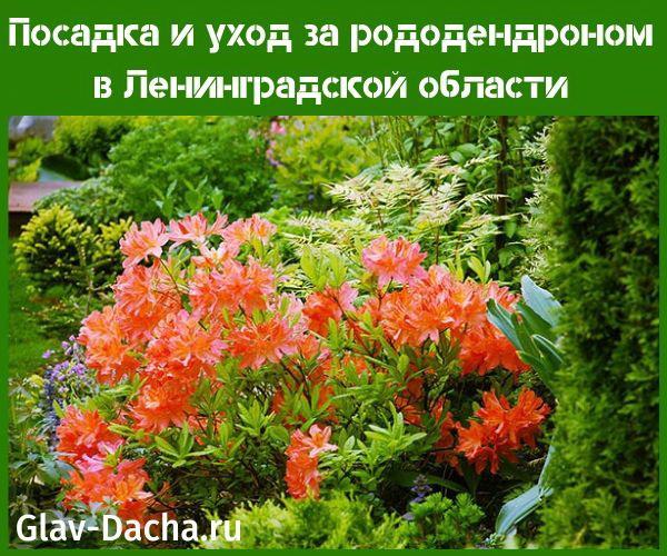 садња и брига о рододендрону у ленинградском региону