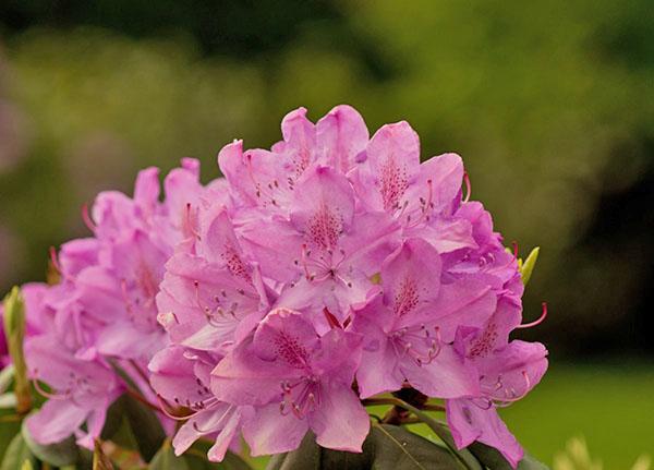 rhododendron bloeit