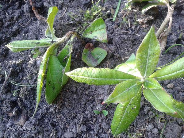 rhododendron from cuttings