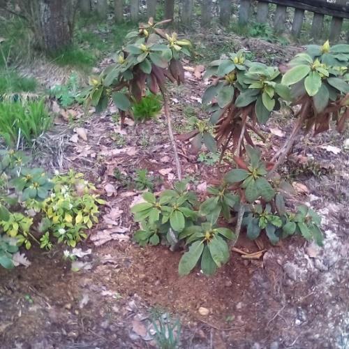what to do if rhododendron turns brown after winter