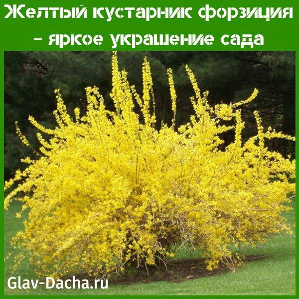 žltý forsythia ker