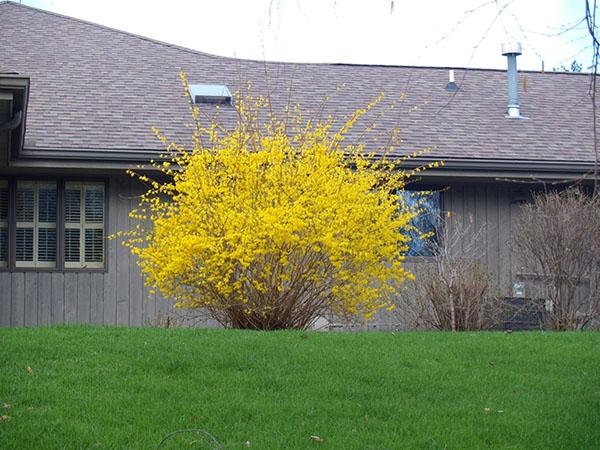 flores de arbusto forsythia amarillo