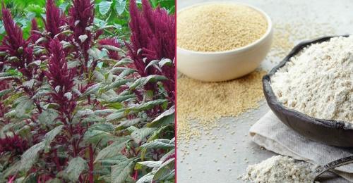 amaranth in cooking