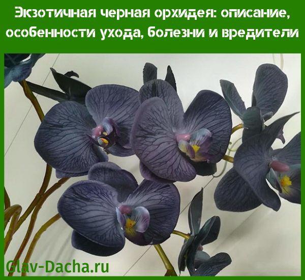 zwarte orchidee