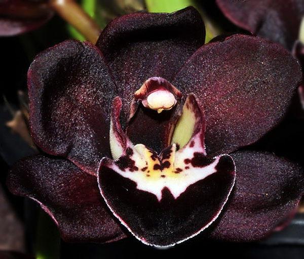 bliska znajomość czarnej orchidei