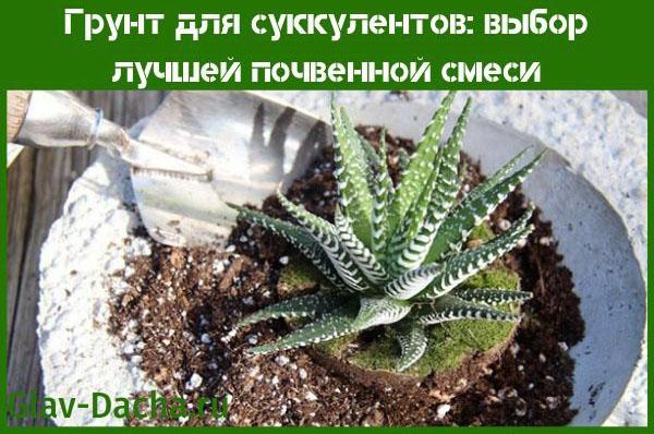 talaj a pozsgás növények számára