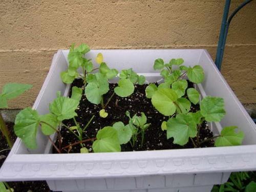 when to plant lavater on seedlings