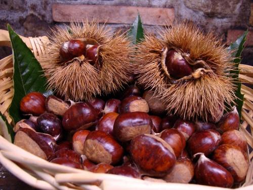 edible chestnuts