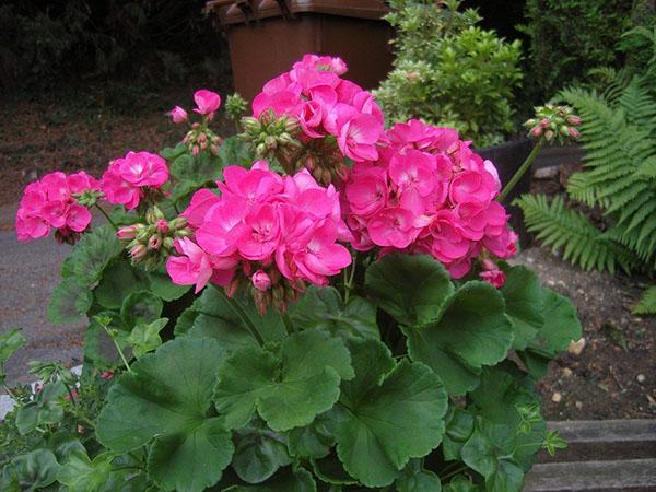 fiori di geranio bocciolo di rosa