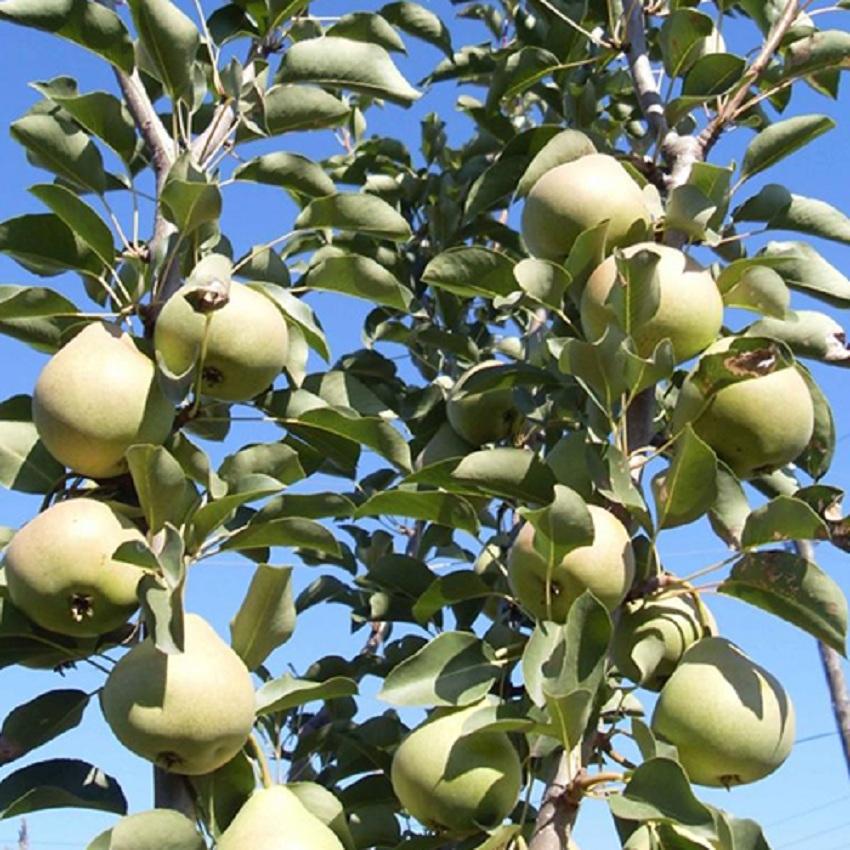 Pear tree with fruits