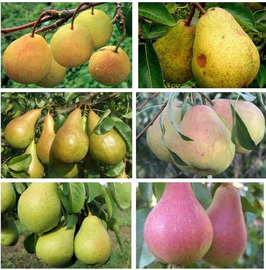 Forskellige pæresorter