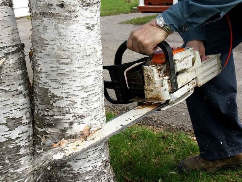 Letní obyvatelé kácejí stromy