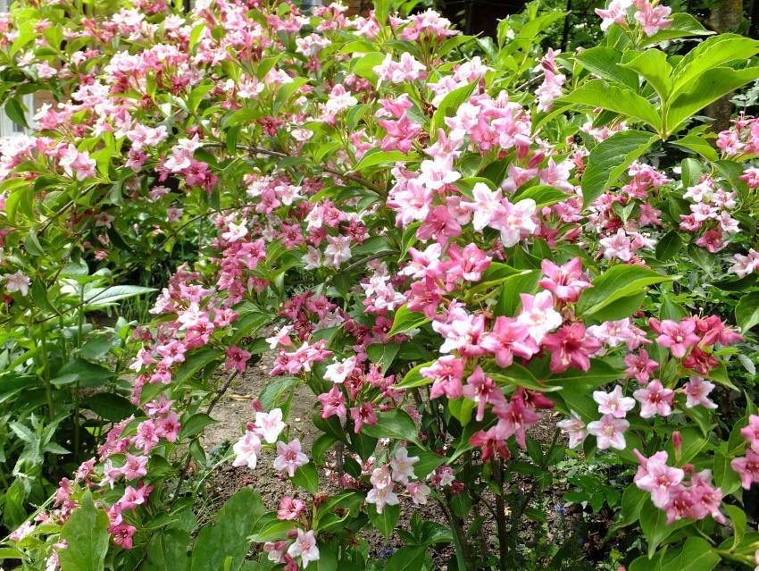 how to care for weigela rosea