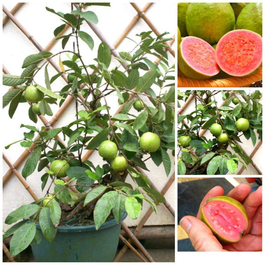 come coltivare la guava in casa
