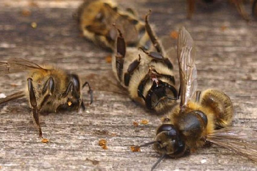 Mortalidad de las abejas