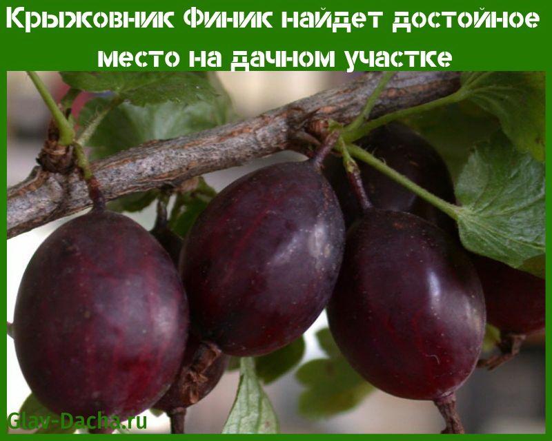 цариградско грозде