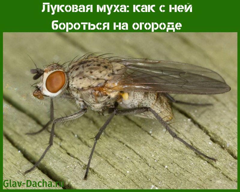 soğan sineği bununla nasıl başa çıkılır