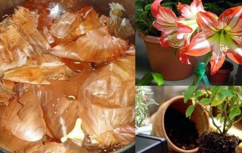 onion peel for indoor flowers