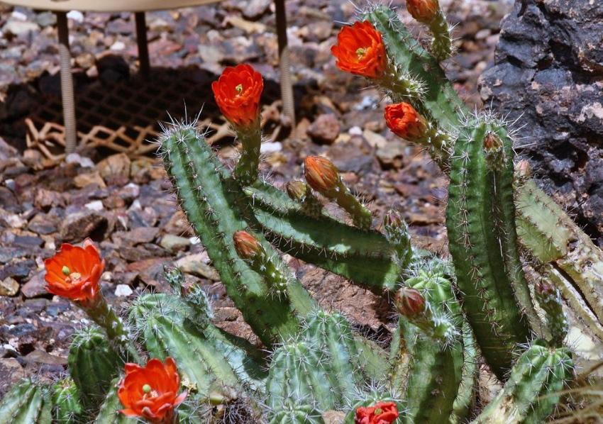 winterharde cactus echinocereus
