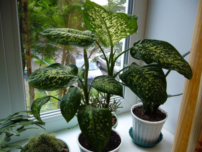 is it possible to keep dieffenbachia spotted at home