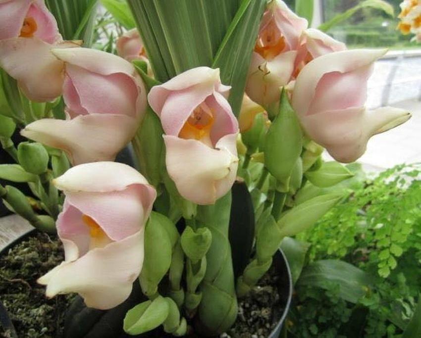 орхидея ангуло