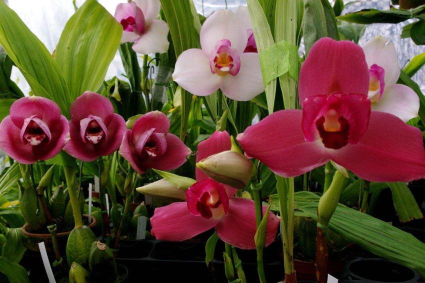 Lycast de orquídeas