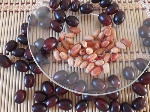 Propiedades útiles y contraindicaciones de las semillas de cornejo.