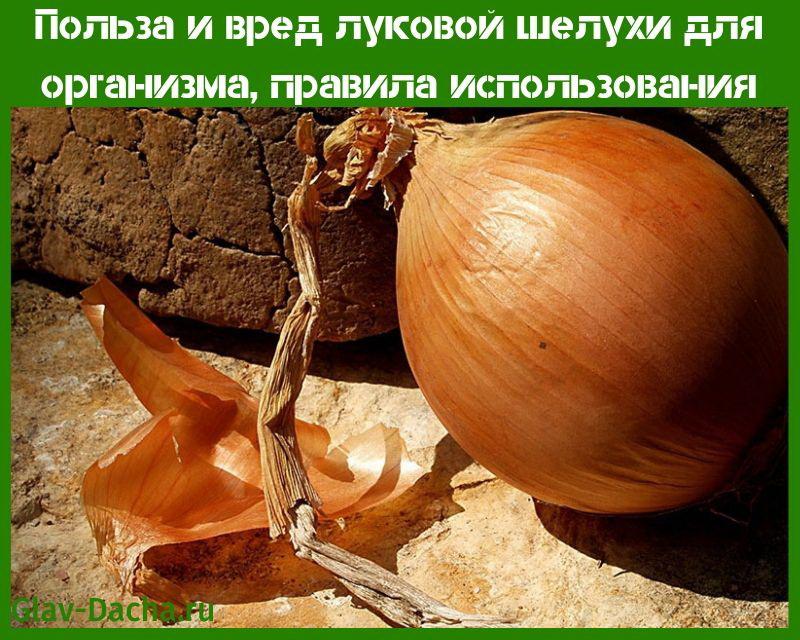 The benefits and harms of onion peel for the body