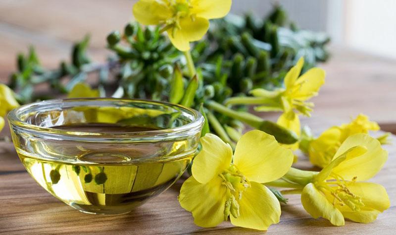 medicinal properties of evening primrose oil